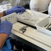 La abundancia de anchoa juvenil en el Golfo de Bizkaia crece y duplica la media histórica