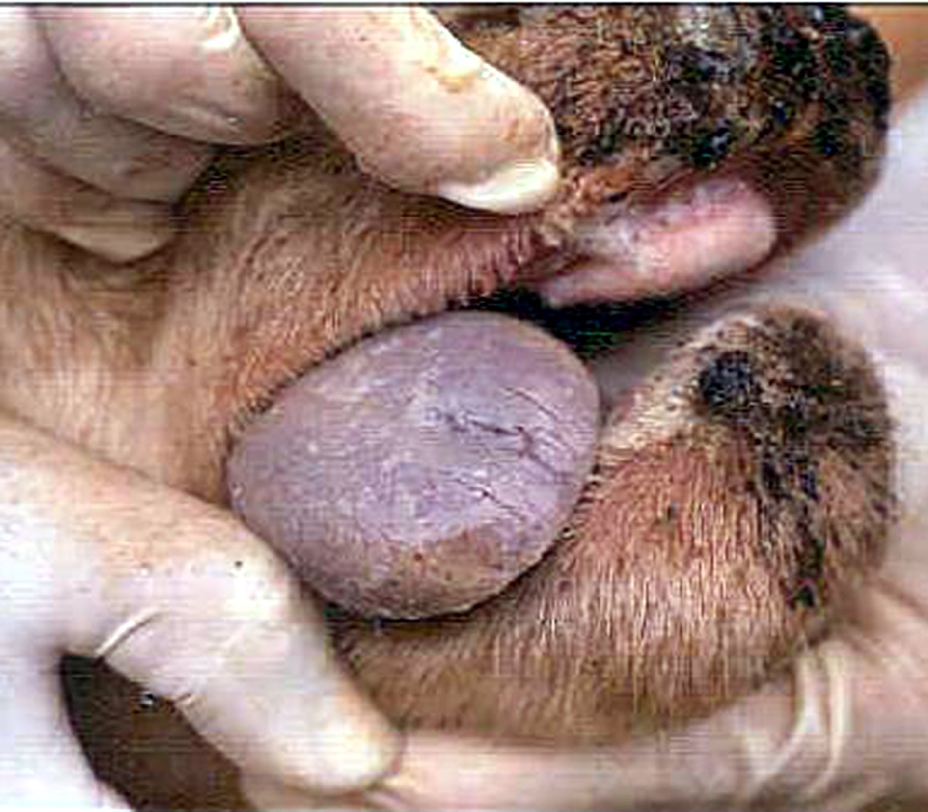 Controlados los casos de lengua azul en Guadalajara gracias a las vacunas Controlados los casos de lengua azul en Guadalajara gracias a las vacunas