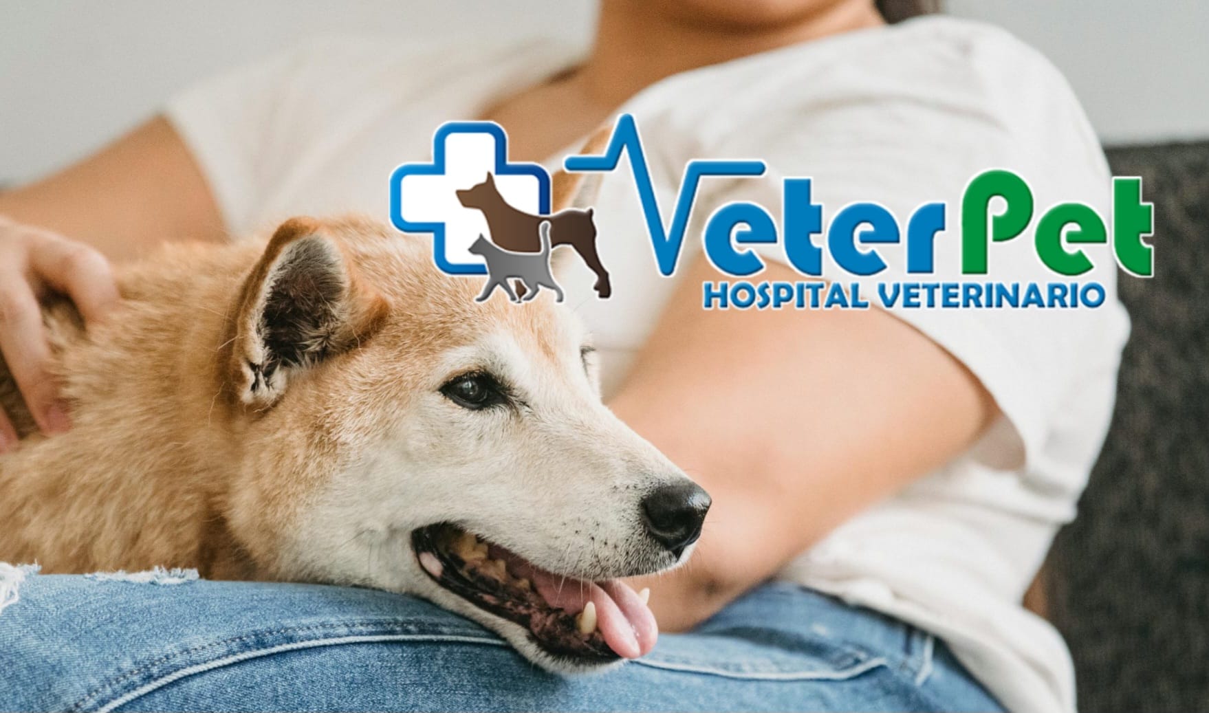 Perros de protección para mujeres víctimas de violencia de género. Ángel Osuna aborda su adiestramiento Perros de protección para mujeres víctimas de violencia de género. Ángel Osuna aborda su adiestramiento