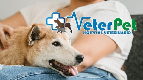 Veterpet perro de protección Veterpet perro de protección