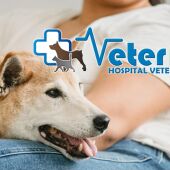 Veterpet perro de protección