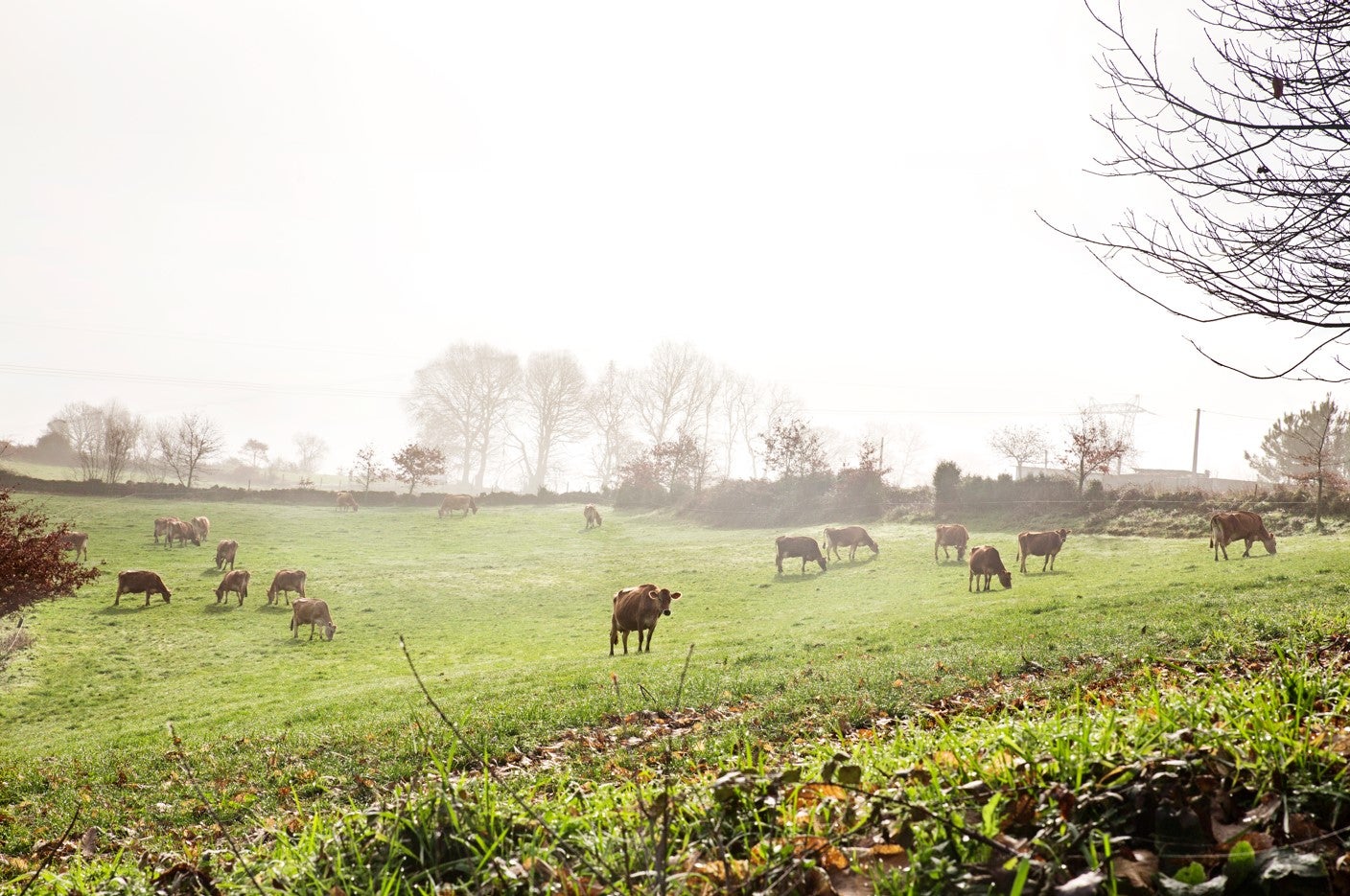 Airas Moniz, una empresa premiada por el cuidado de su ganado. Airas Moniz, una empresa premiada por el cuidado de su ganado.
