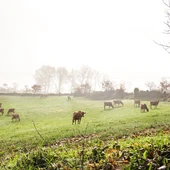 AIRAS MONIZ AIRAS MONIZ