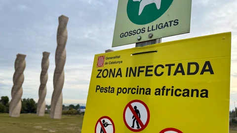 Ja són 9 els porcs senglars morts per la pesta porcina a Collserola