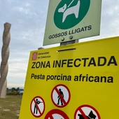 Ja són 9 els porcs senglars morts per la pesta porcina a Collserola Ja són 9 els porcs senglars morts per la pesta porcina a Collserola