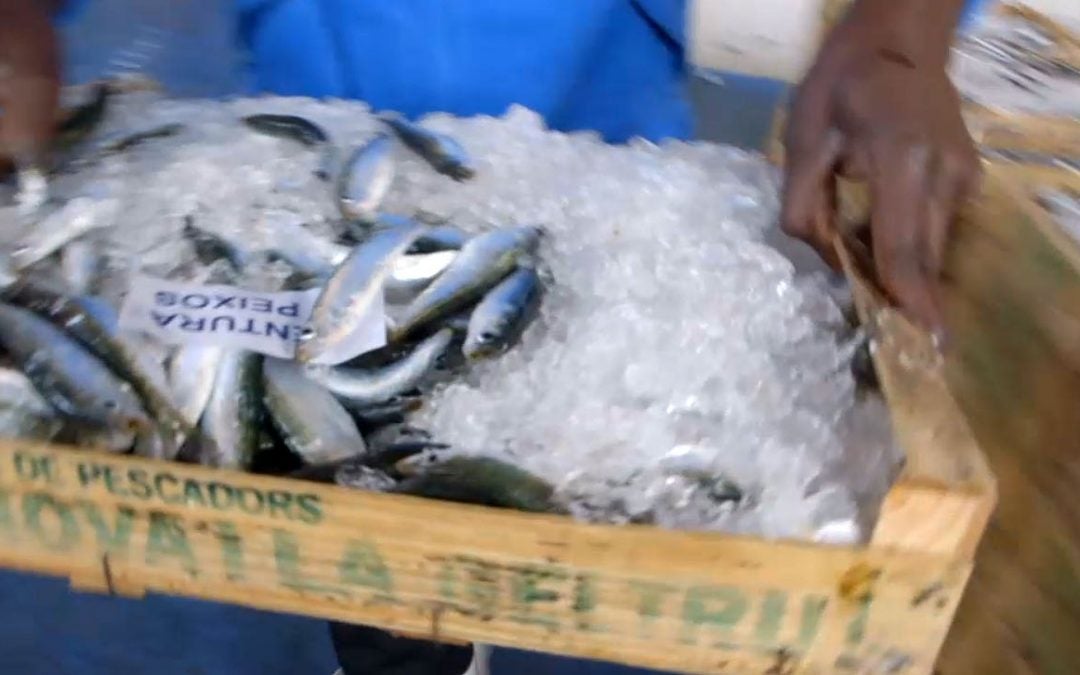 Impuls al nou segell 'Peix de Llotja' per enfortir el vincle entre restauradors, pescadors i territori del litoral català Impuls al nou segell 'Peix de Llotja' per enfortir el vincle entre restauradors, pescadors i territori del litoral català