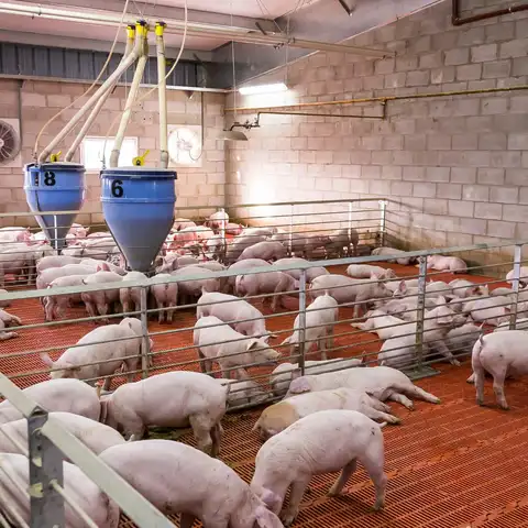 LA UNIÓ alerta de falta de coordinación y pide medidas completas frente a la peste porcina africana