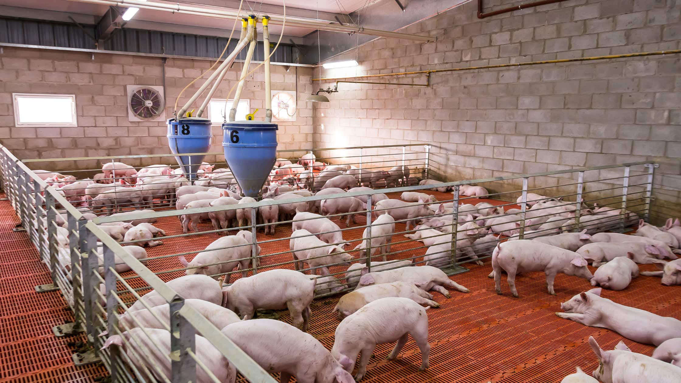 Ganaderos y cazadores reclaman más coordinación y un plan integral ante la amenaza de la peste porcina africana Ganaderos y cazadores reclaman más coordinación y un plan integral ante la amenaza de la peste porcina africana