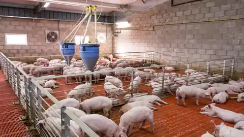 LA UNIÓ alerta de falta de coordinación y pide medidas completas frente a la peste porcina africana LA UNIÓ alerta de falta de coordinación y pide medidas completas frente a la peste porcina africana