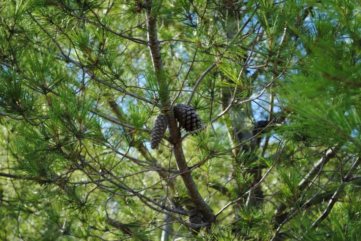 El cine que planta futuro: el Festival de Cine Francés de Málaga compensará su huella con 34 nuevos árboles en Algarrobo El cine que planta futuro: el Festival de Cine Francés de Málaga compensará su huella con 34 nuevos árboles en Algarrobo