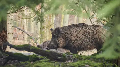 Un jabalí paseando por un bosque Un jabalí paseando por un bosque