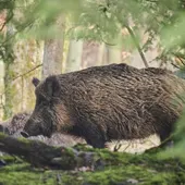 El sector ve “positivo” reforzar y remunerar la caza de jabalíes El sector ve “positivo” reforzar y remunerar la caza de jabalíes