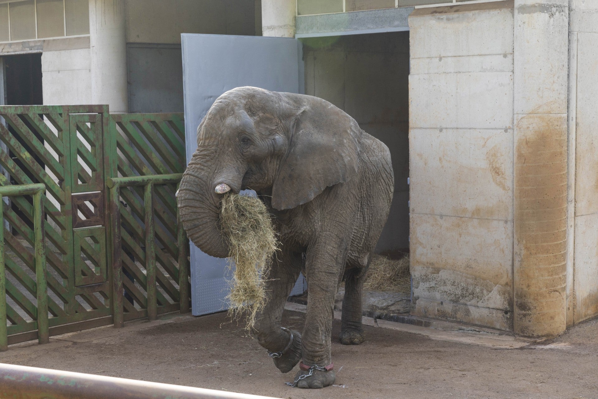Muere el elefante Jums, macho dominante de Cabárceno, tras una pelea con su hijo Muere el elefante Jums, macho dominante de Cabárceno, tras una pelea con su hijo