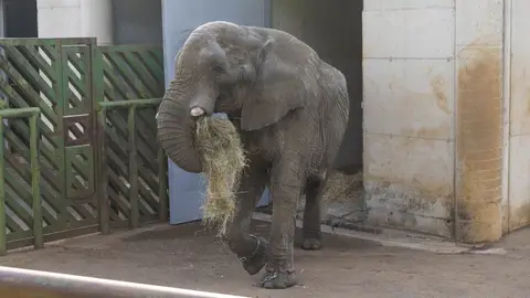 Muere el elefante Jums tras una pelea con su hijo Muere el elefante Jums tras una pelea con su hijo