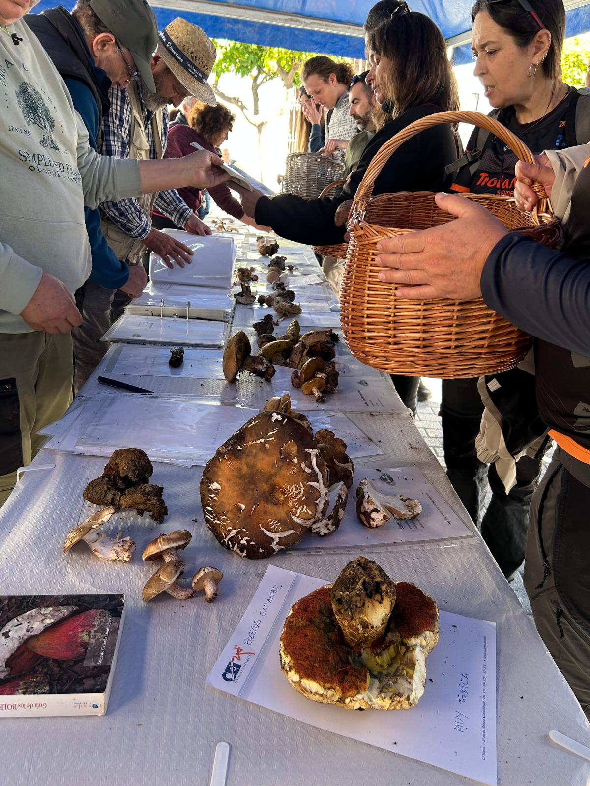 Monda consolida sus Jornadas Micológicas como referente cultural, ambiental y turístico Monda consolida sus Jornadas Micológicas como referente cultural, ambiental y turístico