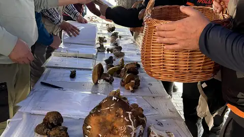 Monda consolida sus Jornadas Micológicas como referente cultural, ambiental y turístico Monda consolida sus Jornadas Micológicas como referente cultural, ambiental y turístico