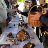 Monda consolida sus Jornadas Micológicas como referente cultural, ambiental y turístico Monda consolida sus Jornadas Micológicas como referente cultural, ambiental y turístico