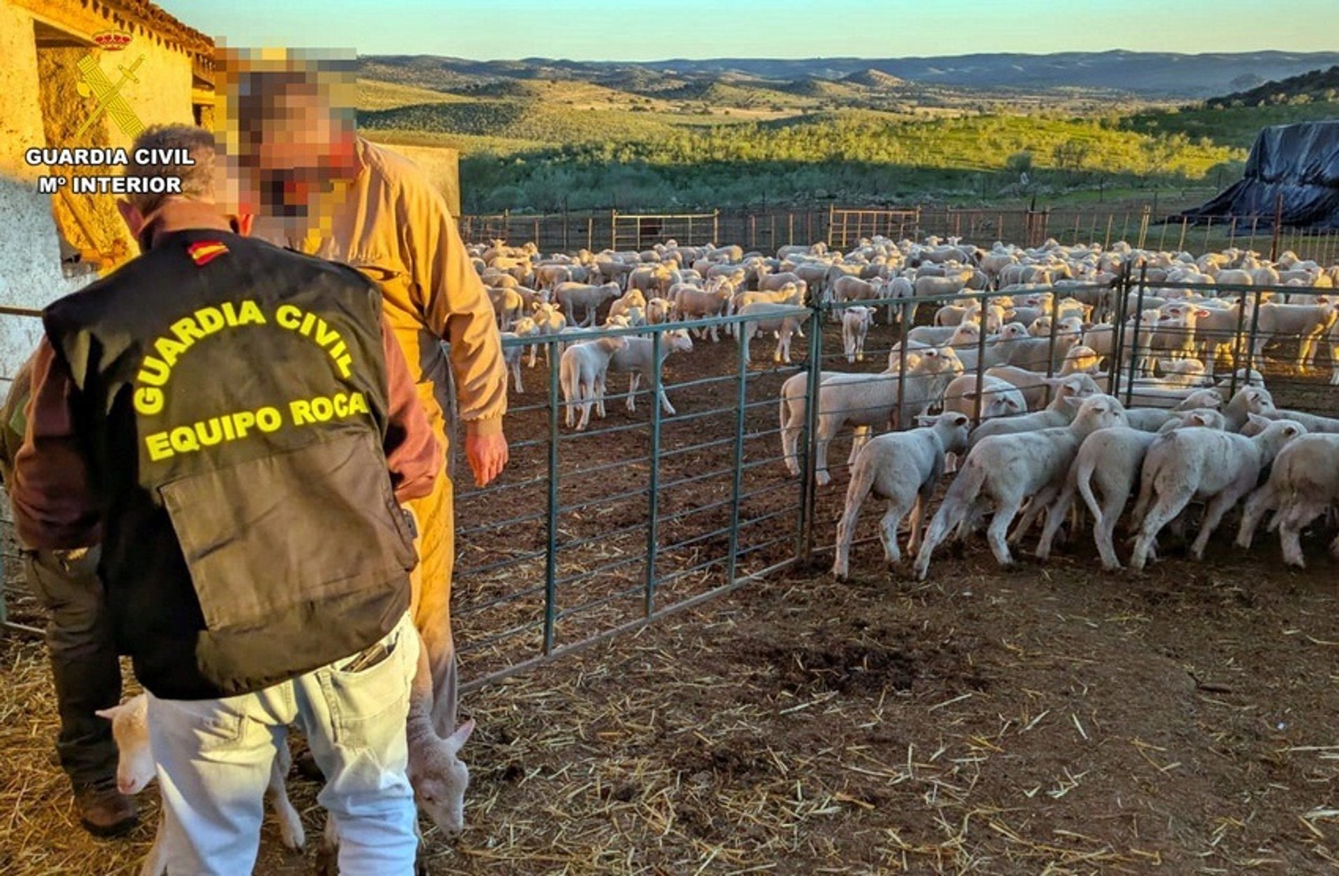 Detenido un vecino de Hornachos por robar 41 borregos en una finca del municipio y llevarlos a su explotación Detenido un vecino de Hornachos por robar 41 borregos en una finca del municipio y llevarlos a su explotación