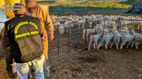 Detenido un vecino de Hornachos por robar 41 borregos en una finca del municipio y llevarlos a su explotación Detenido un vecino de Hornachos por robar 41 borregos en una finca del municipio y llevarlos a su explotación