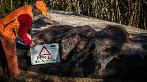 Una batuda de senglars Una batuda de senglars