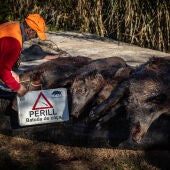 Una batuda de senglars