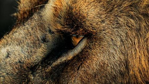 León dek Ngorongoro León dek Ngorongoro