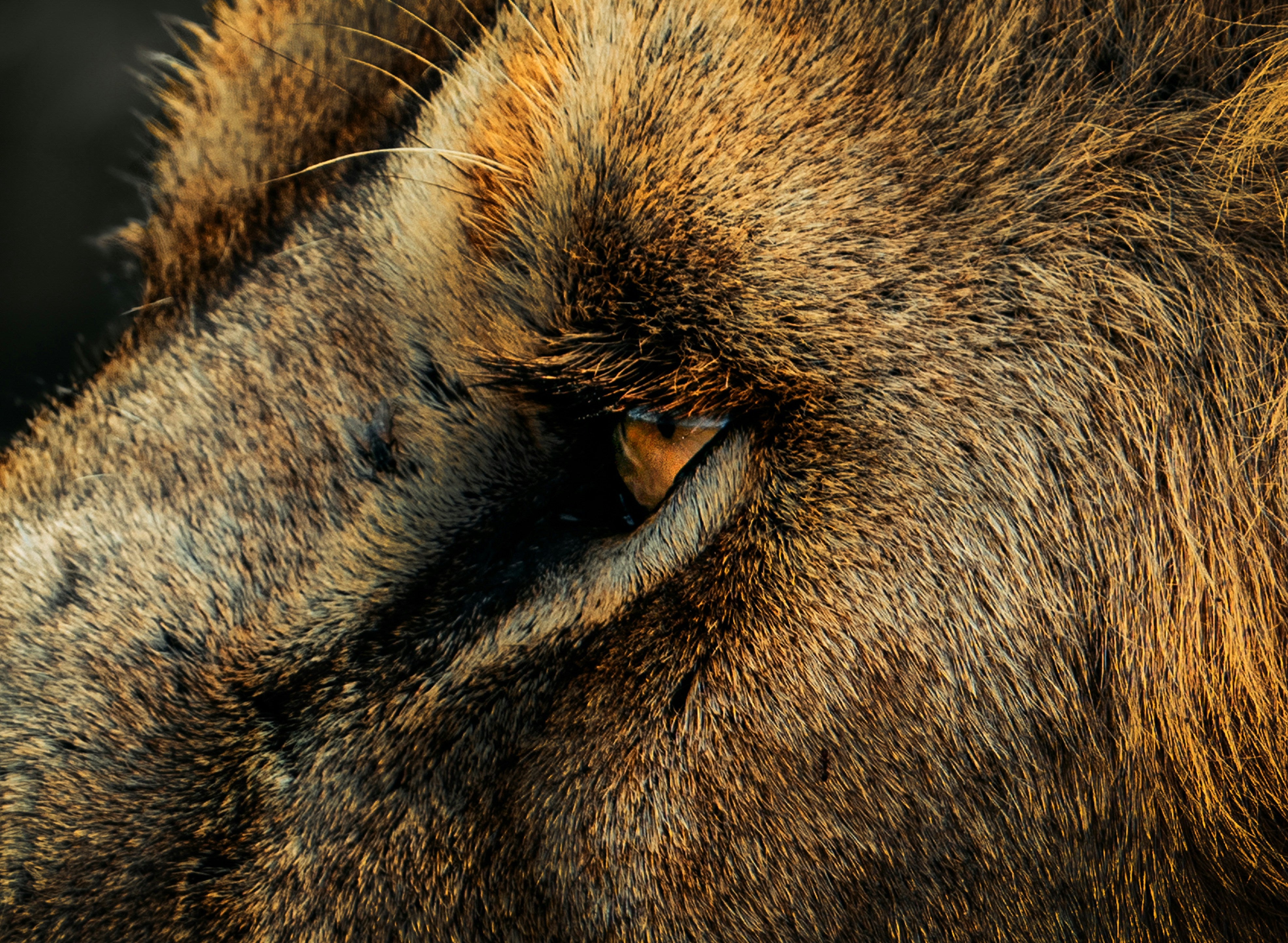 León dek Ngorongoro León dek Ngorongoro