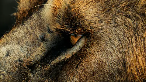 León dek Ngorongoro León dek Ngorongoro