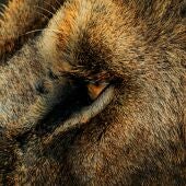 León dek Ngorongoro