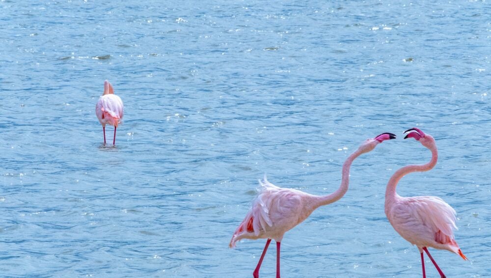 Flamencos en el Ngorongoro