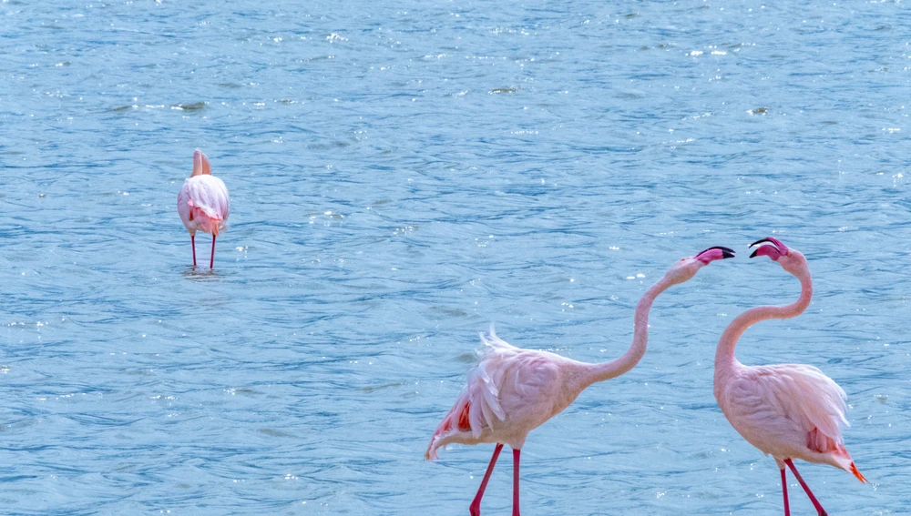 Flamencos en el Ngorongoro Flamencos en el Ngorongoro