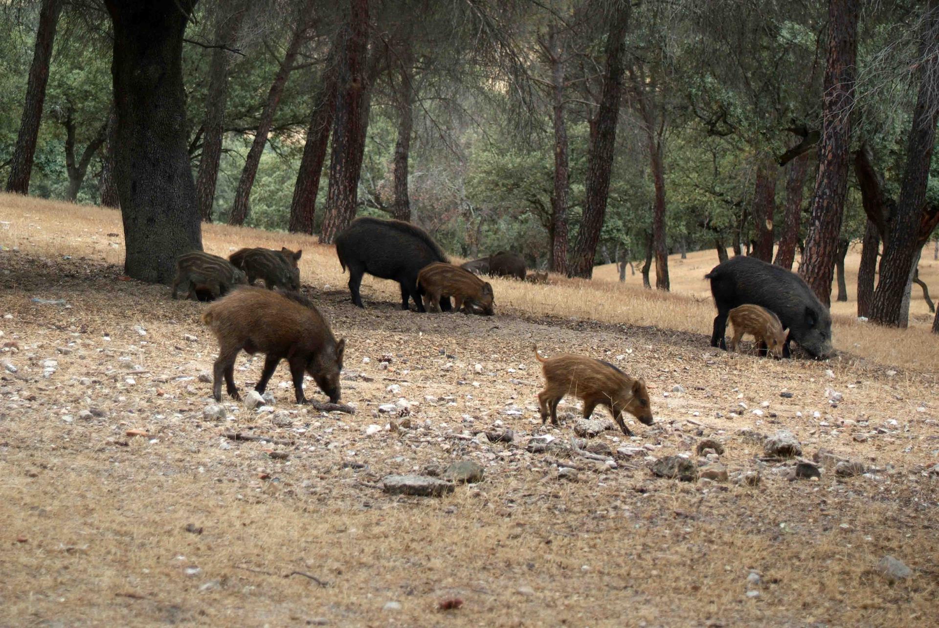 Extremadura declara la emergencia cinegética temporal por la peste porcina africana Extremadura declara la emergencia cinegética temporal por la peste porcina africana