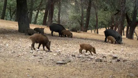 Extremadura declara la emergencia cinegética temporal por la peste porcina africana Extremadura declara la emergencia cinegética temporal por la peste porcina africana