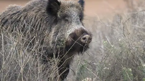 Fedexcaza defiende la caza como "herramienta imprescindible" para contener la peste porcina africana en Extremadura Fedexcaza defiende la caza como "herramienta imprescindible" para contener la peste porcina africana en Extremadura