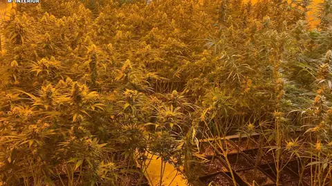 Detenido el responsable de una plantación de marihuana en Ames y casi 3.000 plantas intervenidas Detenido el responsable de una plantación de marihuana en Ames y casi 3.000 plantas intervenidas