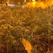 Detenido el responsable de una plantación de marihuana en Ames y casi 3.000 plantas intervenidas Detenido el responsable de una plantación de marihuana en Ames y casi 3.000 plantas intervenidas