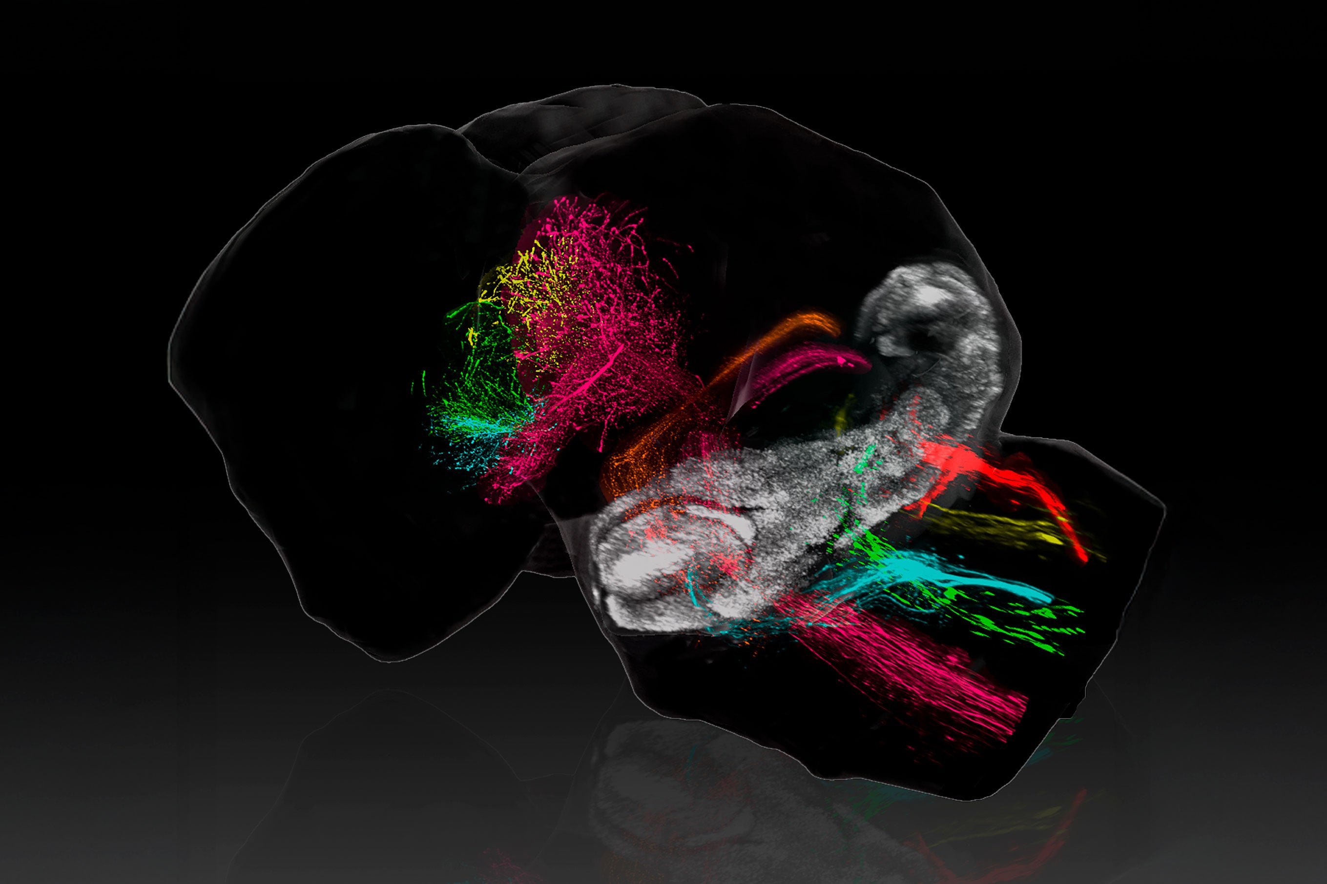 El Instituto de Neurociencias de la UMH de Elche dibuja cómo el cerebelo construye sus conexiones durante el desarrollo temprano El Instituto de Neurociencias de la UMH de Elche dibuja cómo el cerebelo construye sus conexiones durante el desarrollo temprano