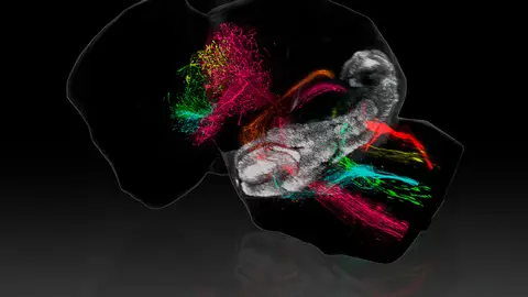 Imagen que muestra cómo el cerebelo (en blanco) despliega sus conexiones a lo largo del cerebro de un ratón recién nacido. Imagen que muestra cómo el cerebelo (en blanco) despliega sus conexiones a lo largo del cerebro de un ratón recién nacido.