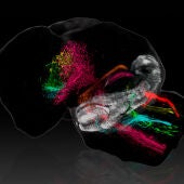Imagen que muestra cómo el cerebelo (en blanco) despliega sus conexiones a lo largo del cerebro de un ratón recién nacido. 