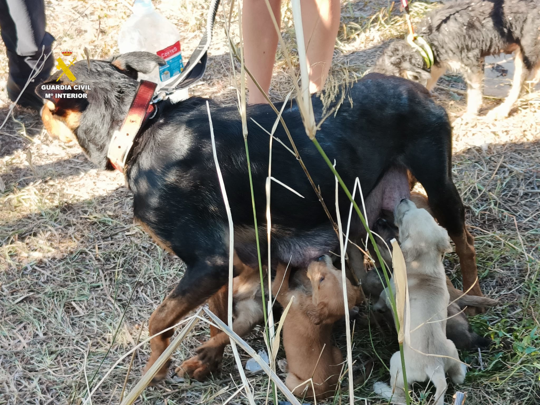 Investigada una mujer de Moncofa por abandonar a una hembra de perro lactante y sus ocho cachorros Investigada una mujer de Moncofa por abandonar a una hembra de perro lactante y sus ocho cachorros