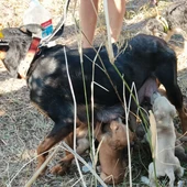 Investigada una mujer de Moncofa por abandonar a una hembra de perro lactante y sus ocho cachorros Investigada una mujer de Moncofa por abandonar a una hembra de perro lactante y sus ocho cachorros