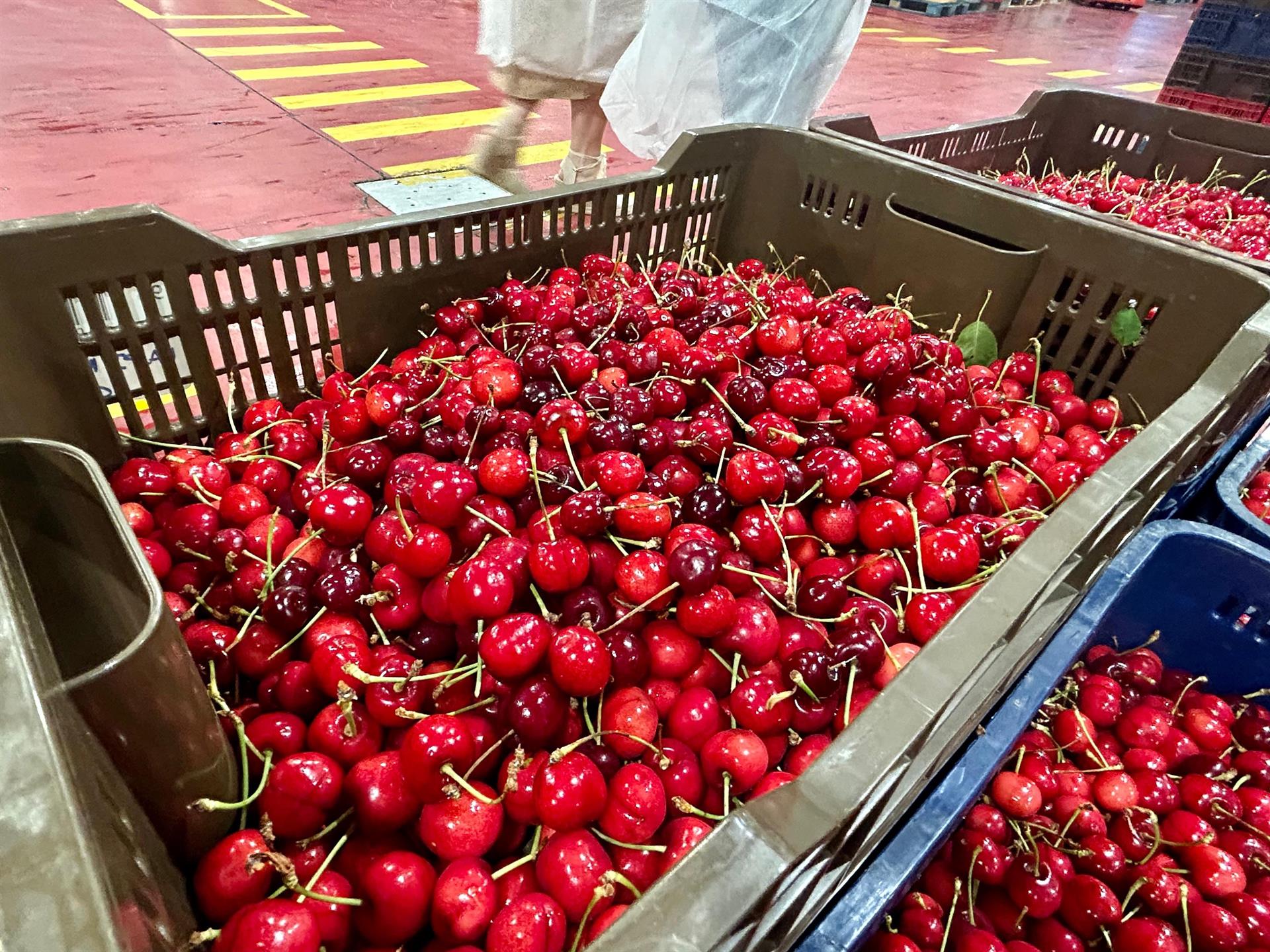 Abonado el segundo pago de la ayuda excepcional al sector de la cereza dotado con 904.000 euros a 186 agricultores Abonado el segundo pago de la ayuda excepcional al sector de la cereza dotado con 904.000 euros a 186 agricultores