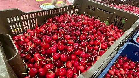 Abonado el segundo pago de la ayuda excepcional al sector de la cereza dotado con 904.000 euros a 186 agricultores Abonado el segundo pago de la ayuda excepcional al sector de la cereza dotado con 904.000 euros a 186 agricultores