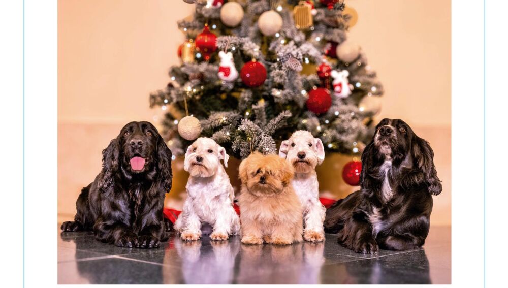 Fotografías de la postal elegida por los Reyes Eméritos para felicitar la navidad