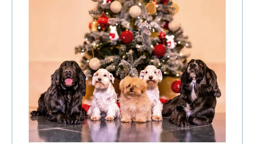 Fotografías de la postal elegida por los Reyes Eméritos para felicitar la navidad Fotografías de la postal elegida por los Reyes Eméritos para felicitar la navidad