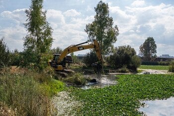 Licitada la segunda fase para erradicar el nenúfar mexicano en Badajoz Licitada la segunda fase para erradicar el nenúfar mexicano en Badajoz