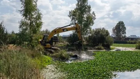 Licitada la segunda fase para erradicar el nenúfar mexicano en Badajoz Licitada la segunda fase para erradicar el nenúfar mexicano en Badajoz