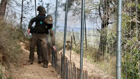 Tres nous casos de pesta porcina africana eleven a 16 els positius Tres nous casos de pesta porcina africana eleven a 16 els positius