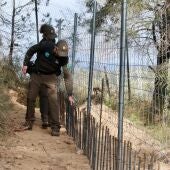 Tres nous casos de pesta porcina africana eleven a 16 els positius