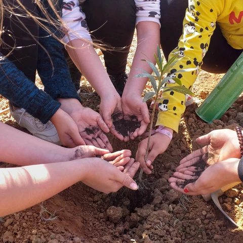 Imagen de plantación